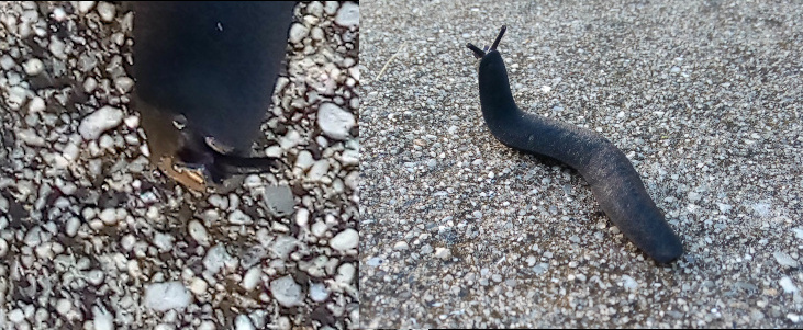 [Two photos spliced together. On the left is a top down view looking at its four tentacles which appear to have an eye at the end of each of them. The tentacles and the upper part of the body are black while the front chest area is more brown. The view on the right is looking at its up-raised head and tentacles from the back as it has most of its body flat on the sidewalk.]